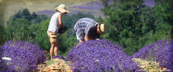 The famous lavender fields of Provence.