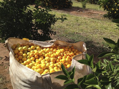 Oranges from Brazil for the production of sweet orange essential oils.