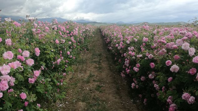 The Kazanlak rose grown for its oil-yielding petals is famous round the world and is one of the most recognizable national symbols of Bulgaria.